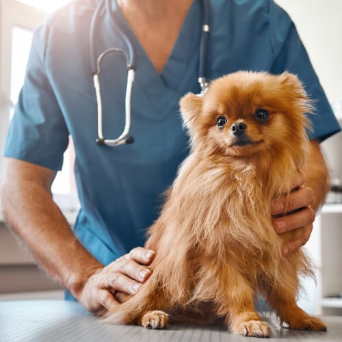 vet with a dog